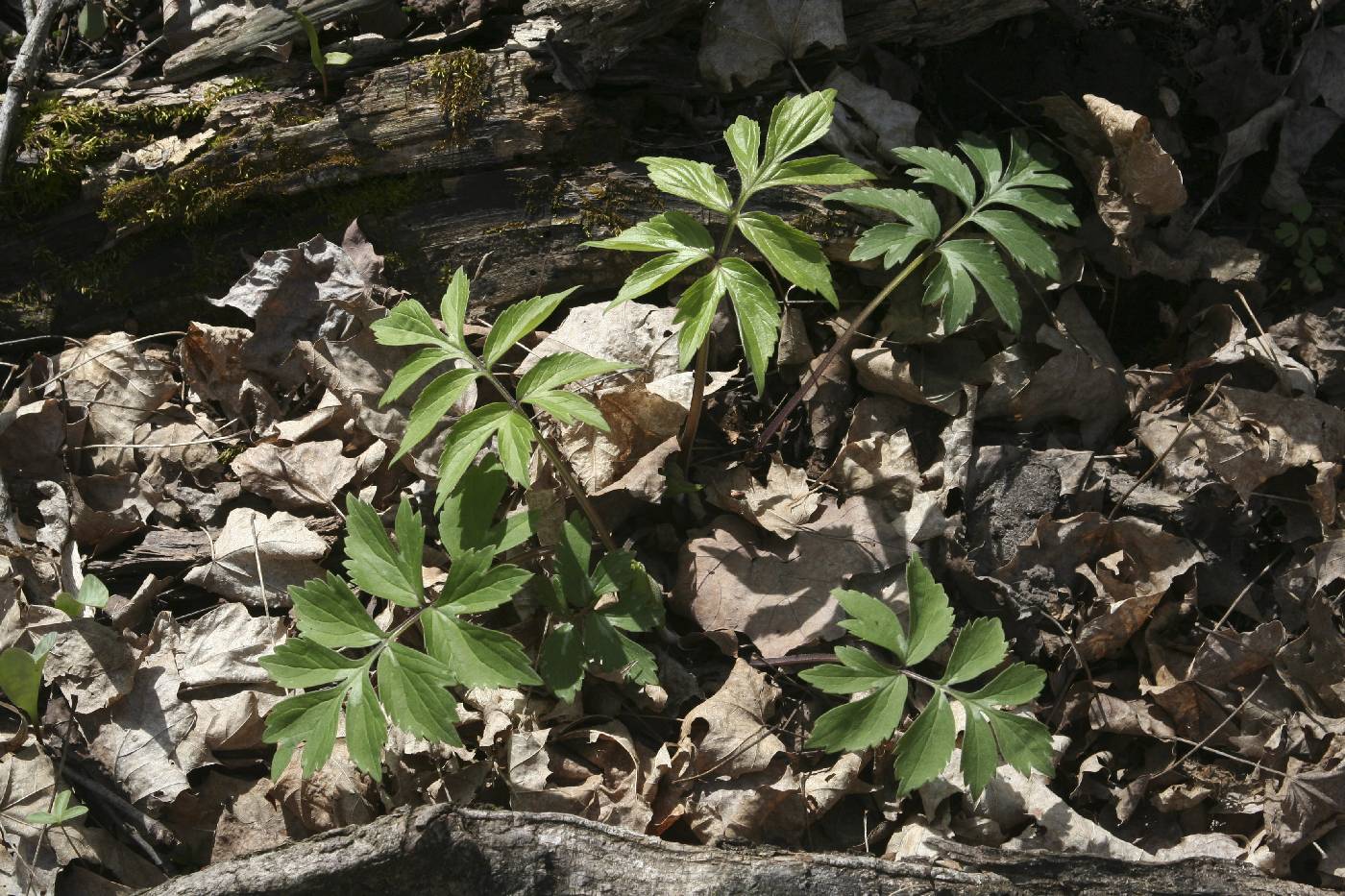 Hydrophyllum virginianum image