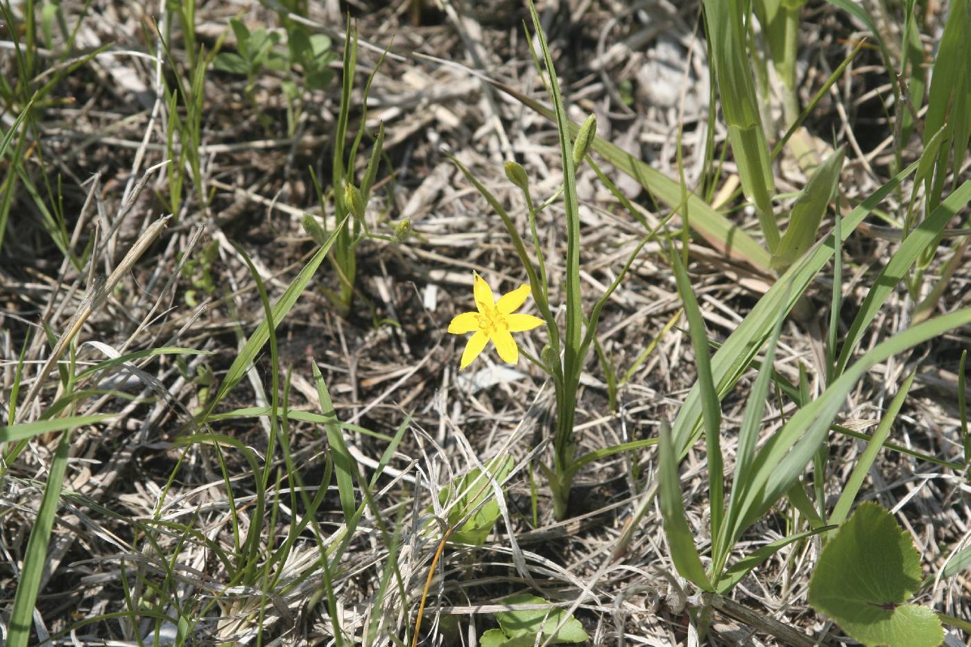 Hypoxis hirsuta image