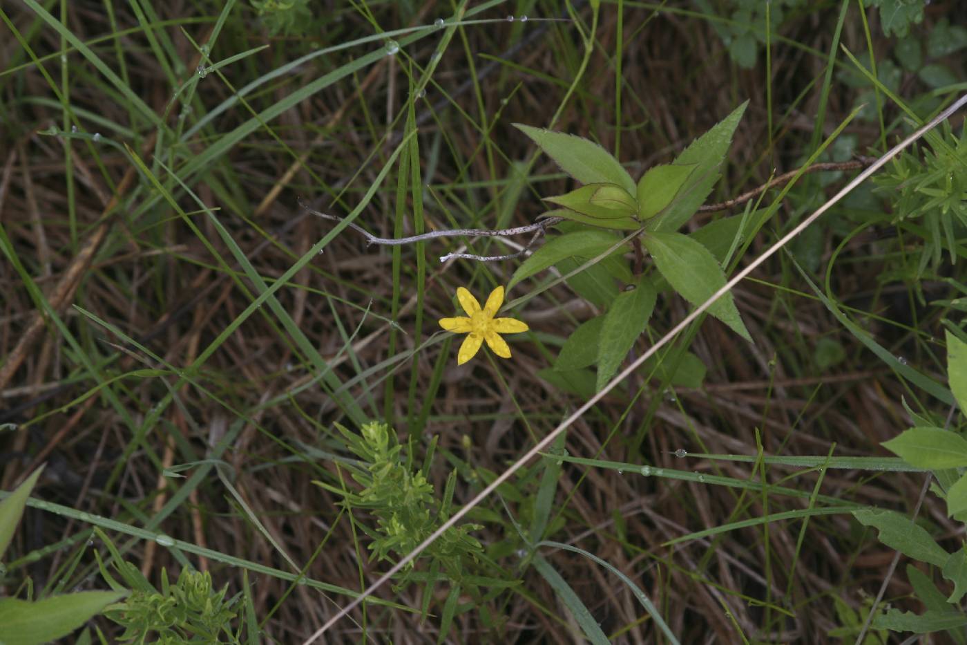 Hypoxis hirsuta image