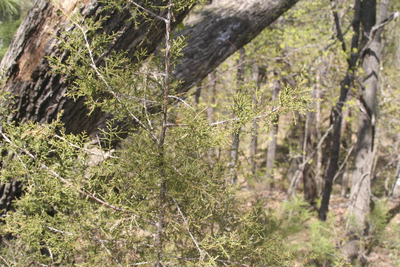 Juniperus virginiana image
