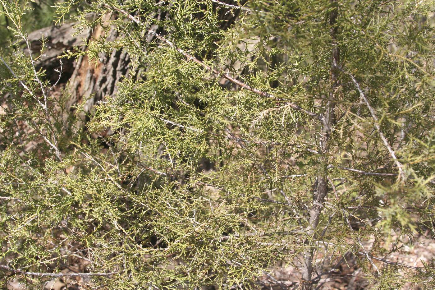 Juniperus virginiana image