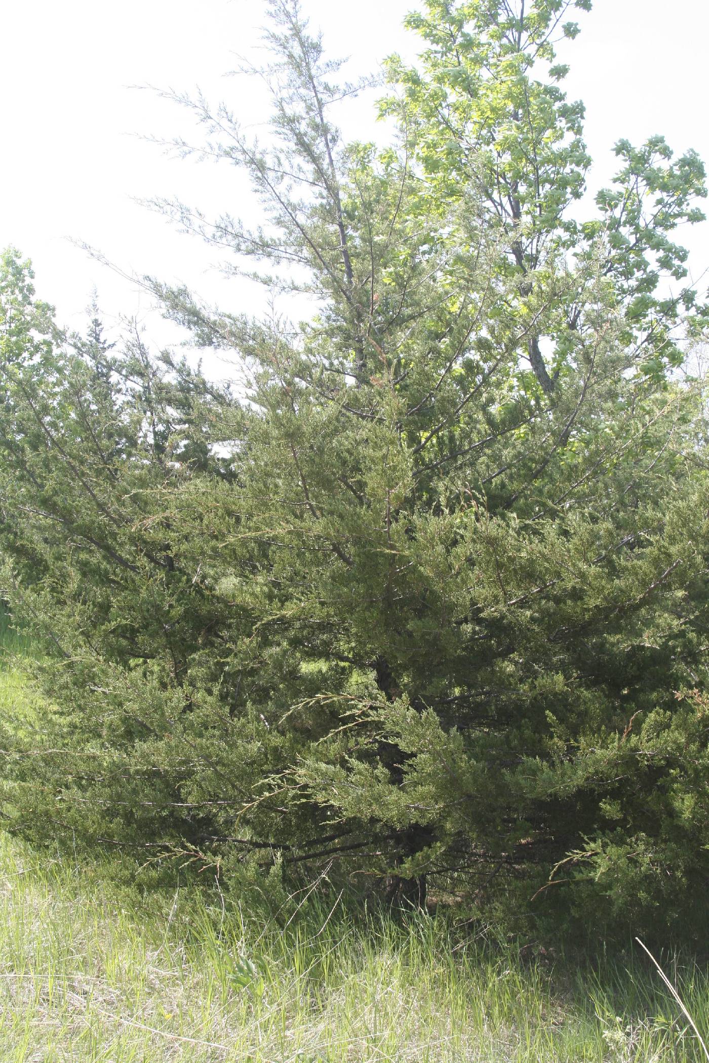 Juniperus virginiana image
