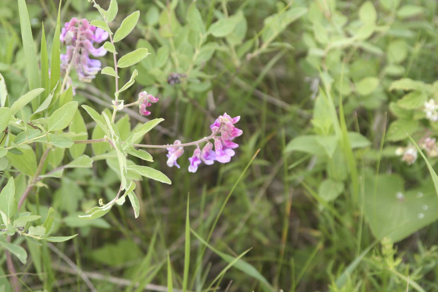 Lathyrus venosus image
