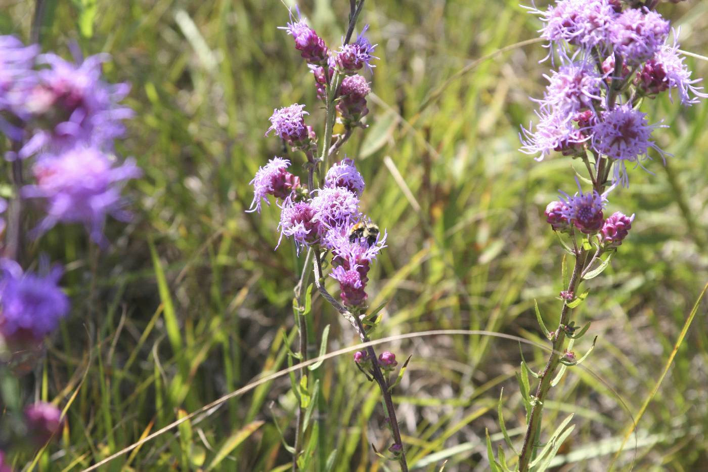 Liatris aspera image