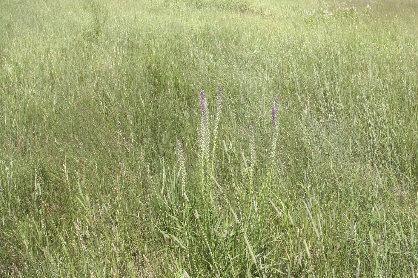 Liatris pycnostachya image