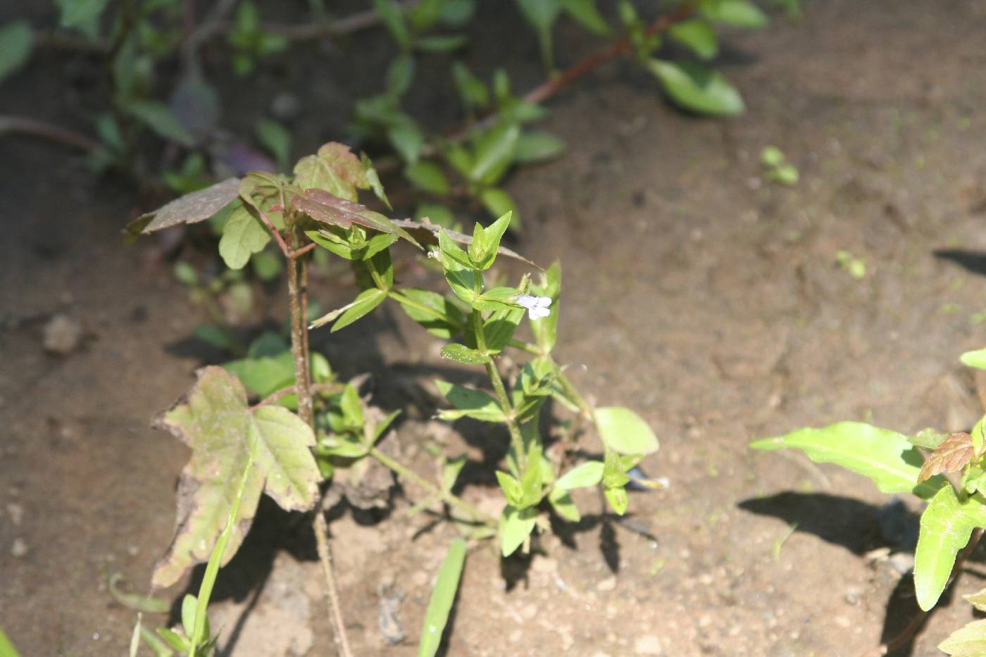 Lindernia dubia image