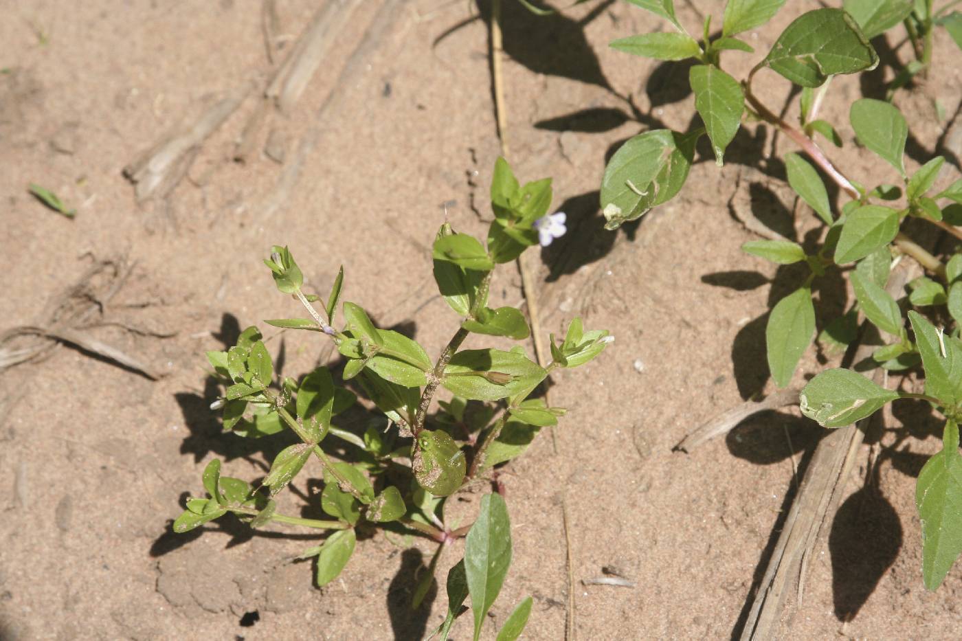 Lindernia dubia image