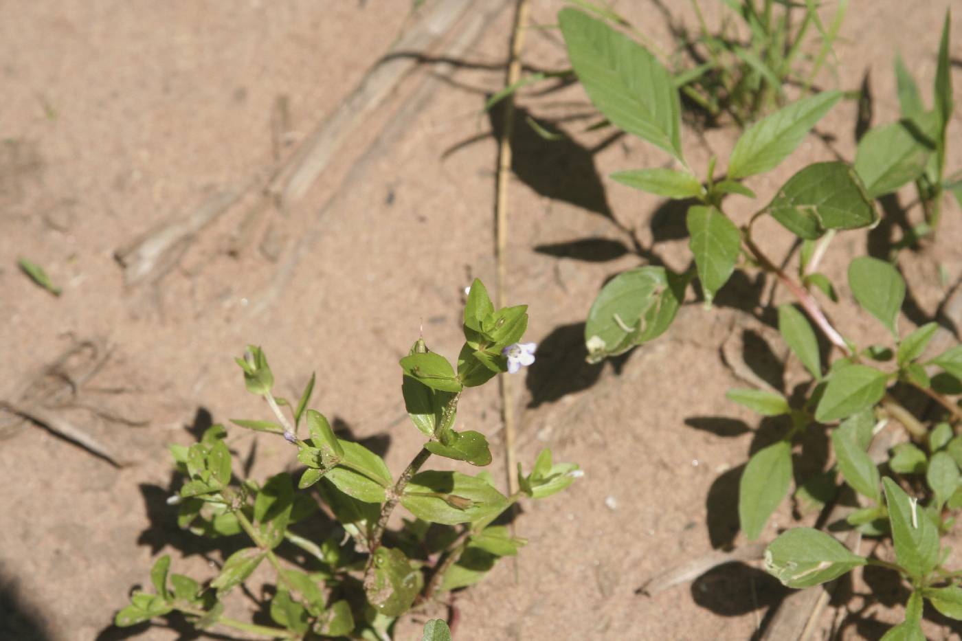 Lindernia dubia image