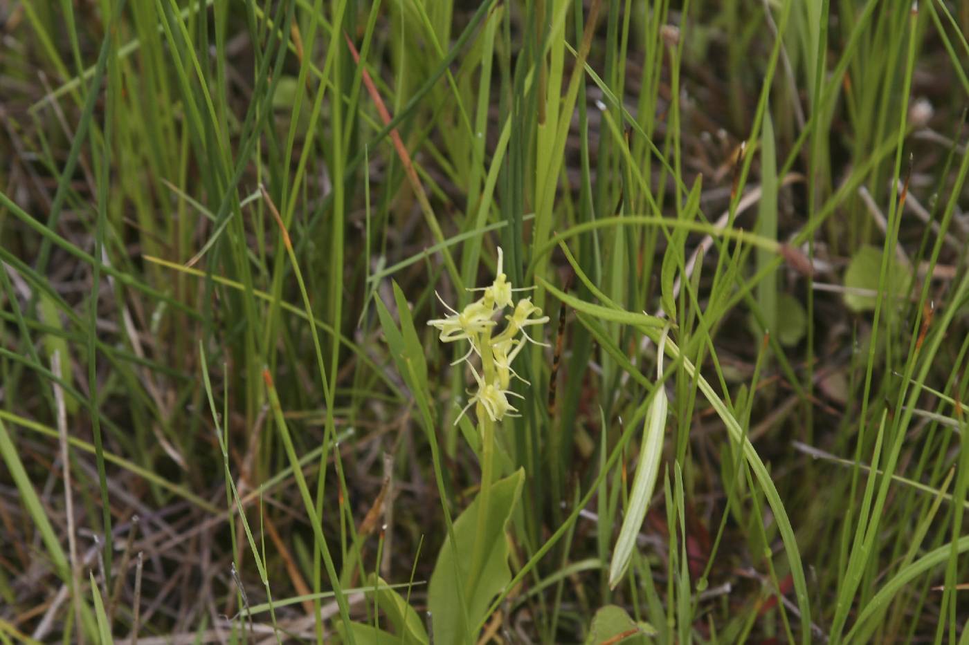Liparis loeselii image
