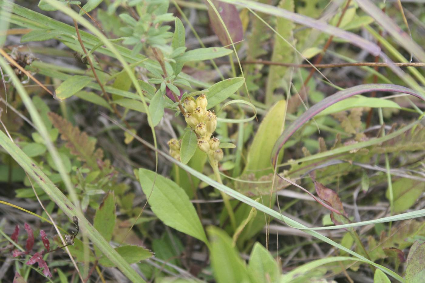 Liparis loeselii image
