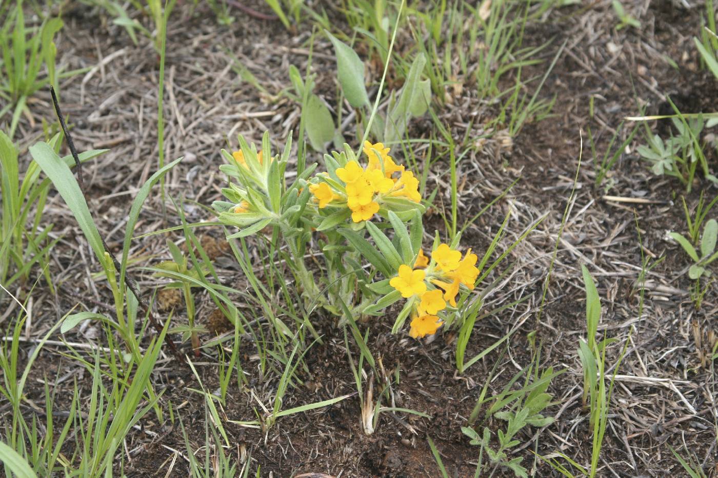 Lithospermum canescens image