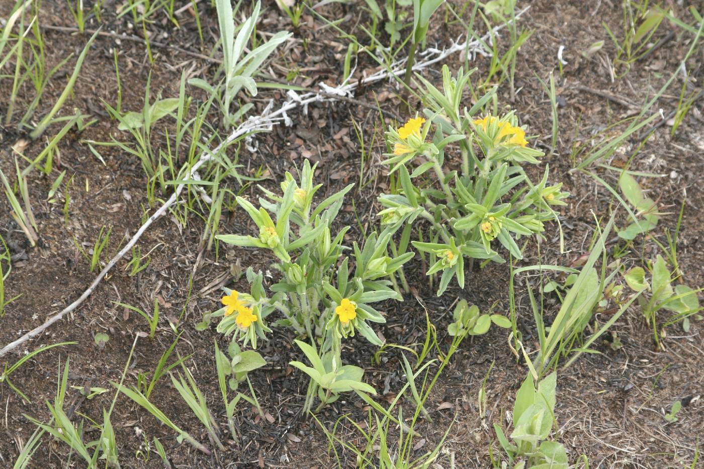 Lithospermum canescens image