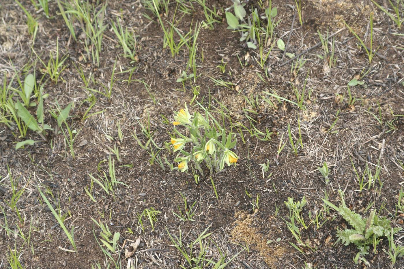 Lithospermum canescens image