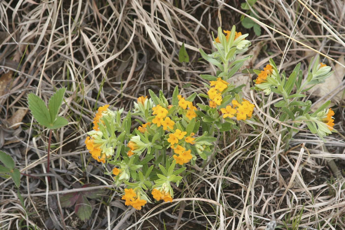 Lithospermum canescens image