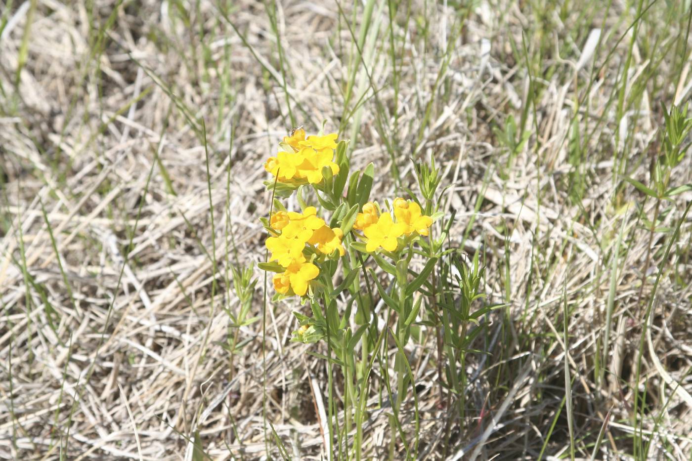 Lithospermum canescens image