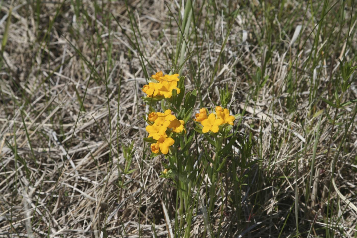 Lithospermum canescens image