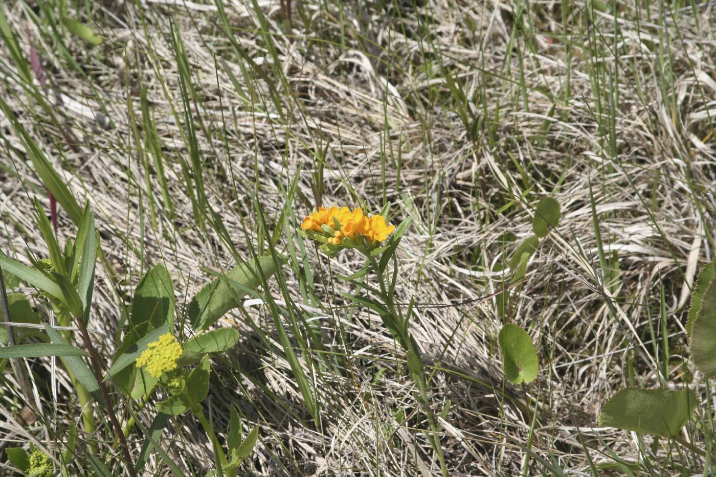 Lithospermum canescens image