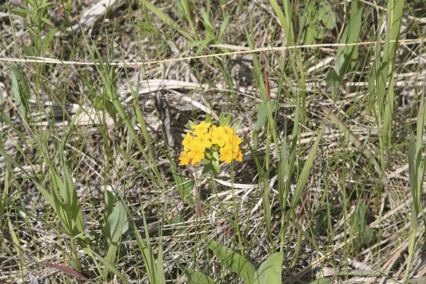 Lithospermum canescens image