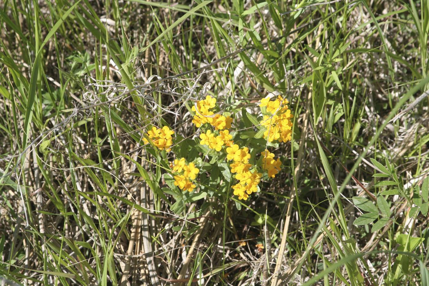 Lithospermum canescens image