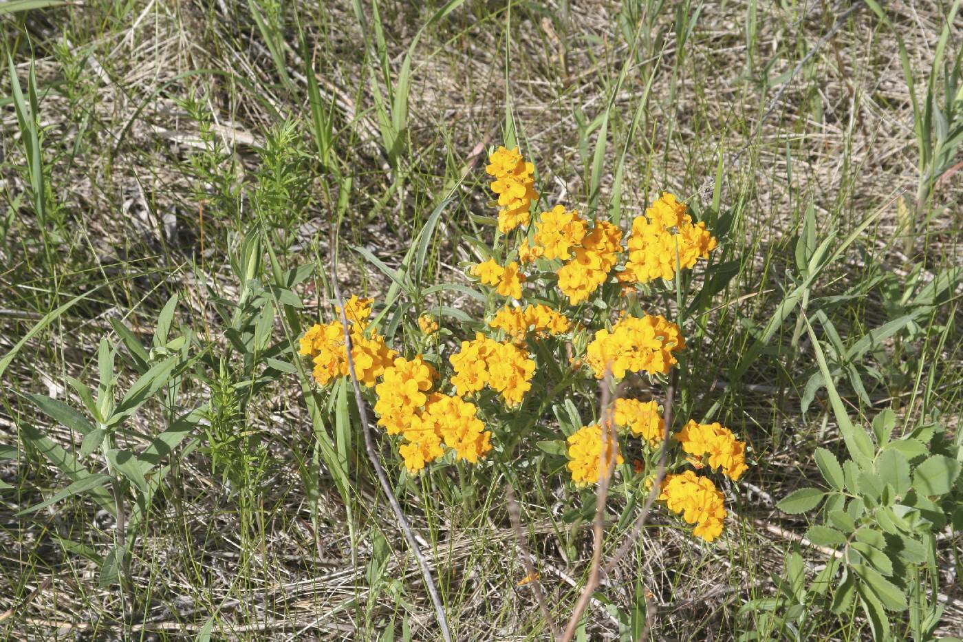 Lithospermum canescens image