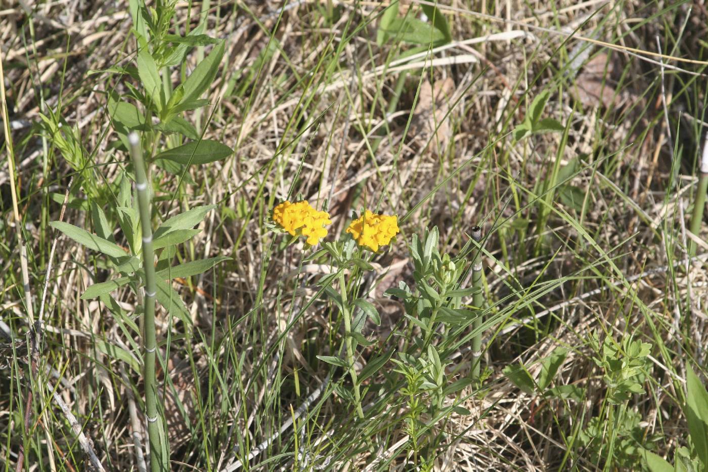 Lithospermum canescens image