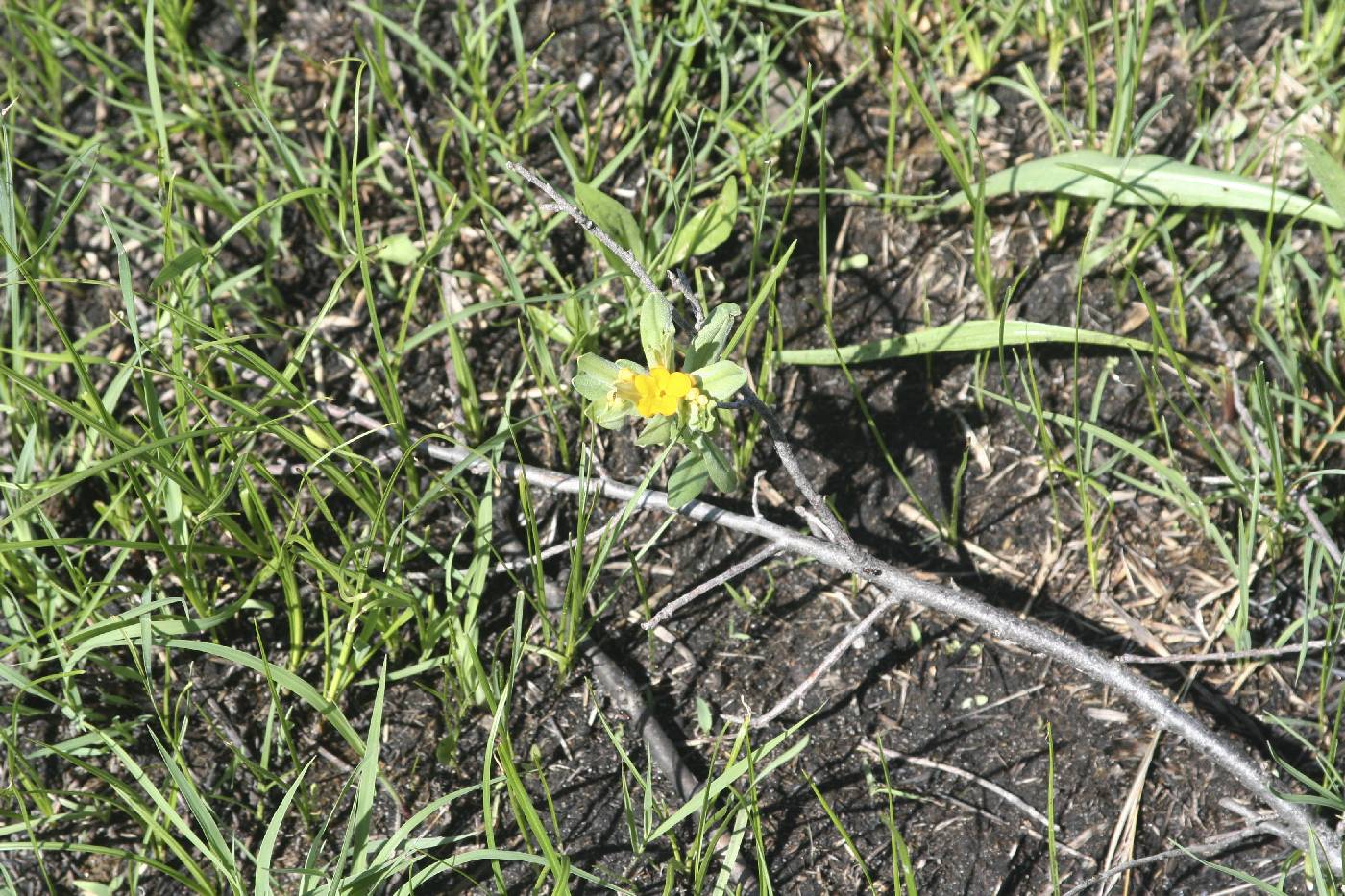 Lithospermum canescens image