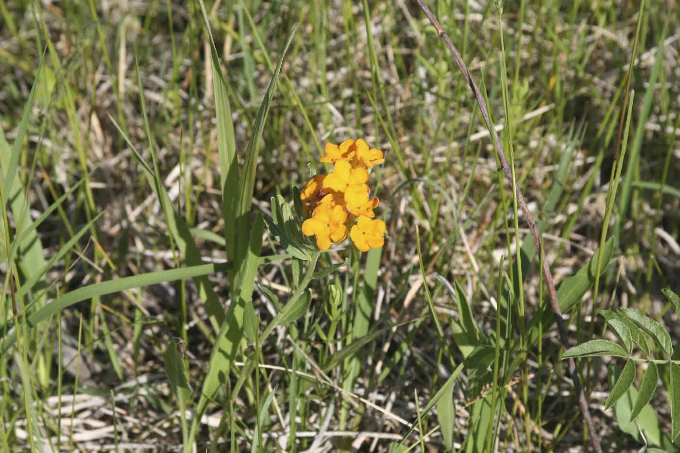 Lithospermum canescens image
