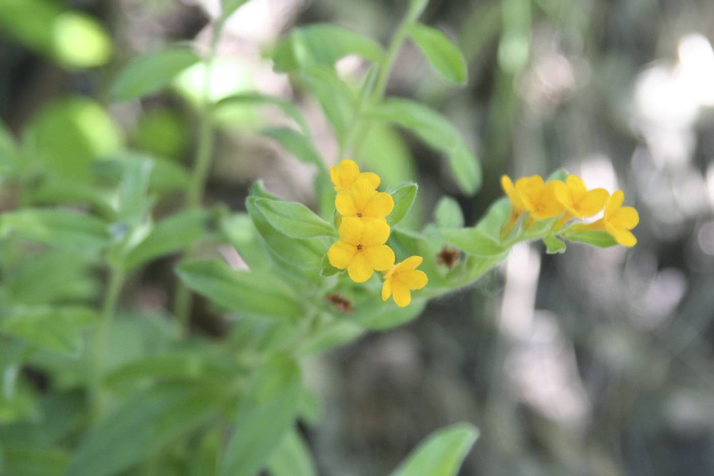 Lithospermum canescens image