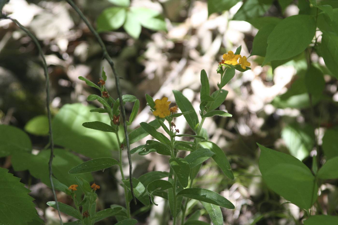 Lithospermum canescens image