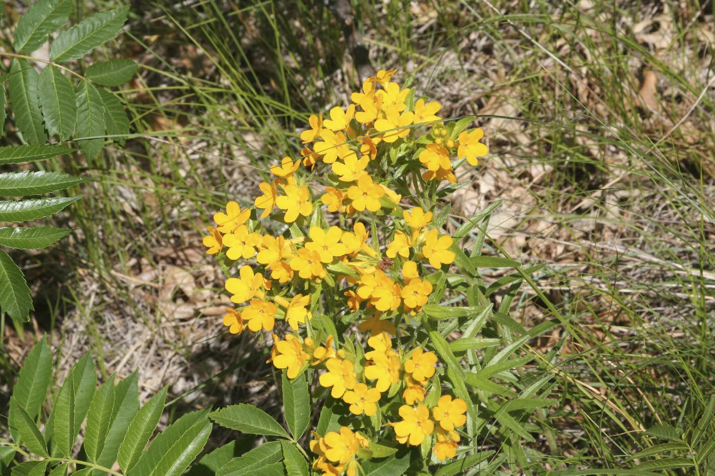 Lithospermum caroliniense image