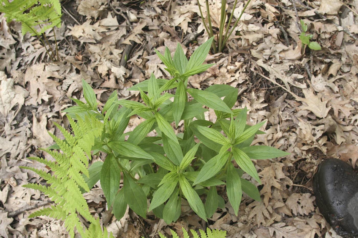 Lithospermum latifolium image