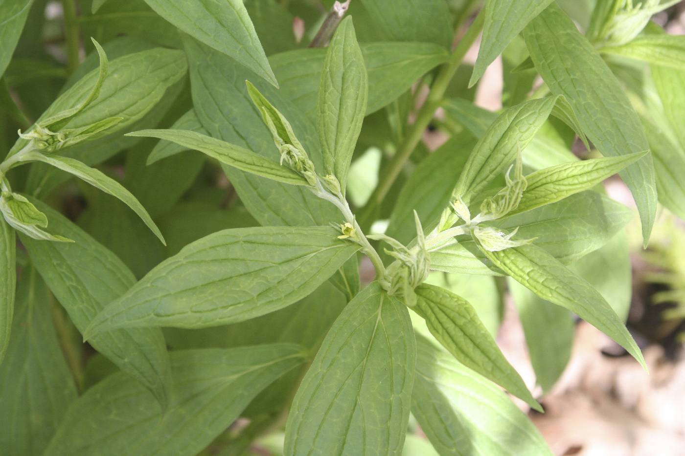Lithospermum latifolium image