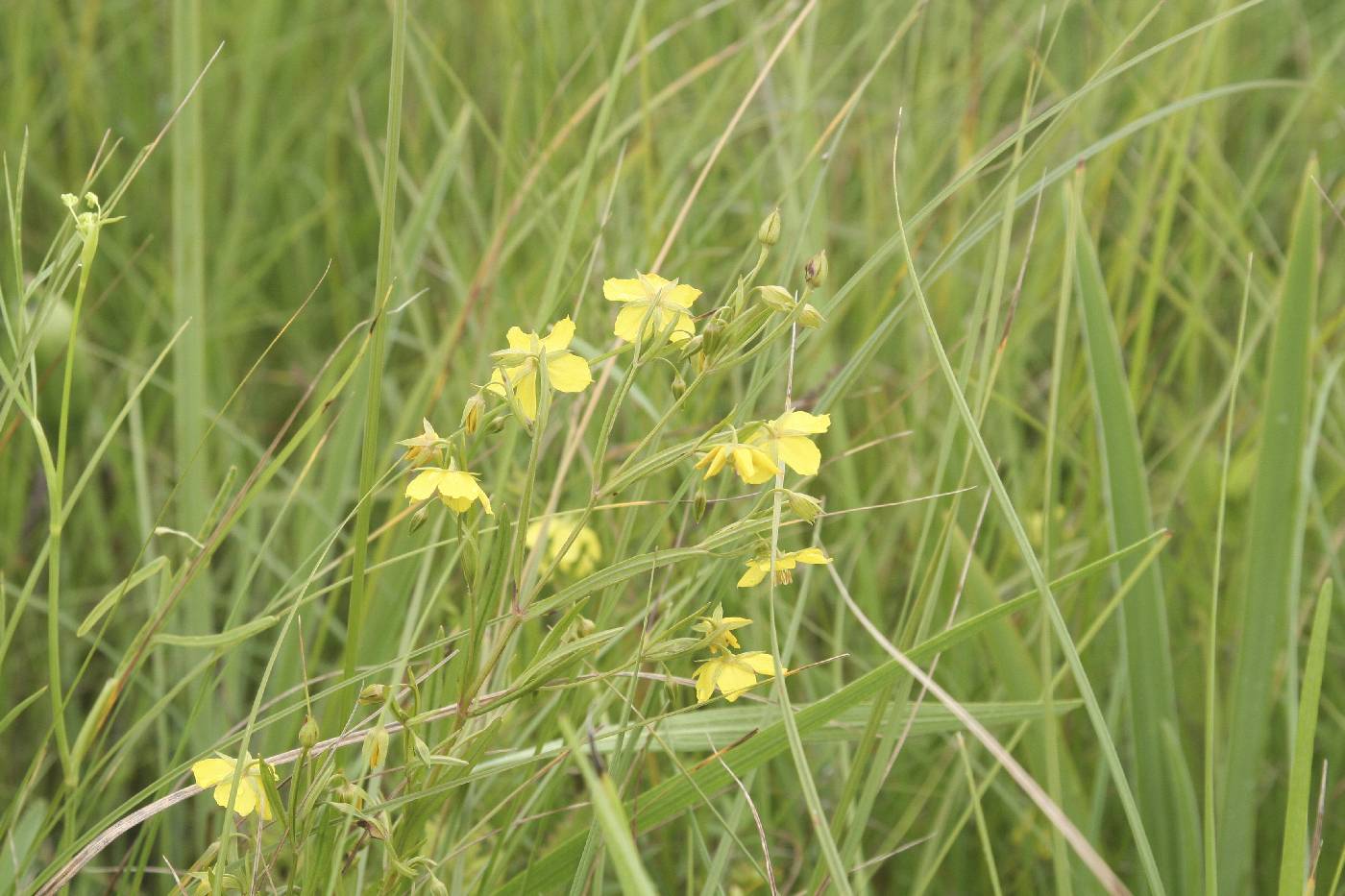 Lysimachia quadriflora image