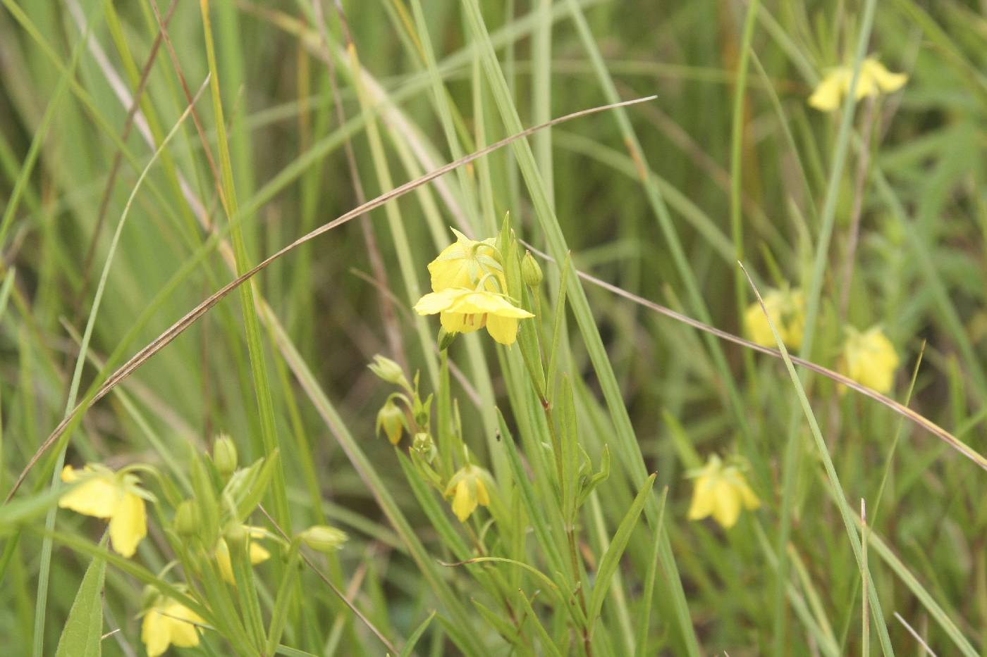 Lysimachia quadriflora image