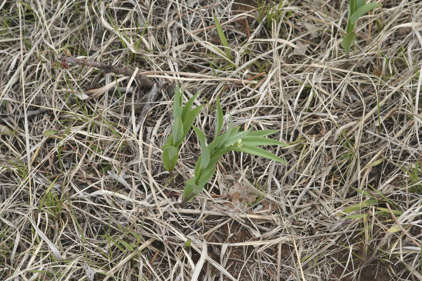 Maianthemum stellatum image