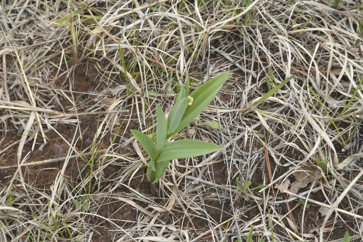 Maianthemum stellatum image