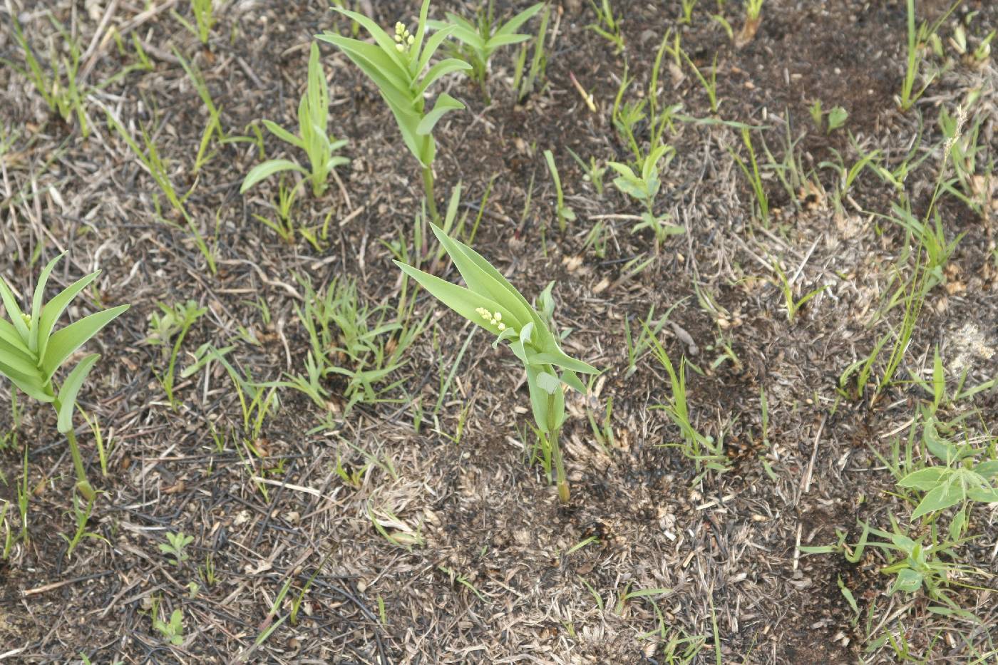 Maianthemum stellatum image