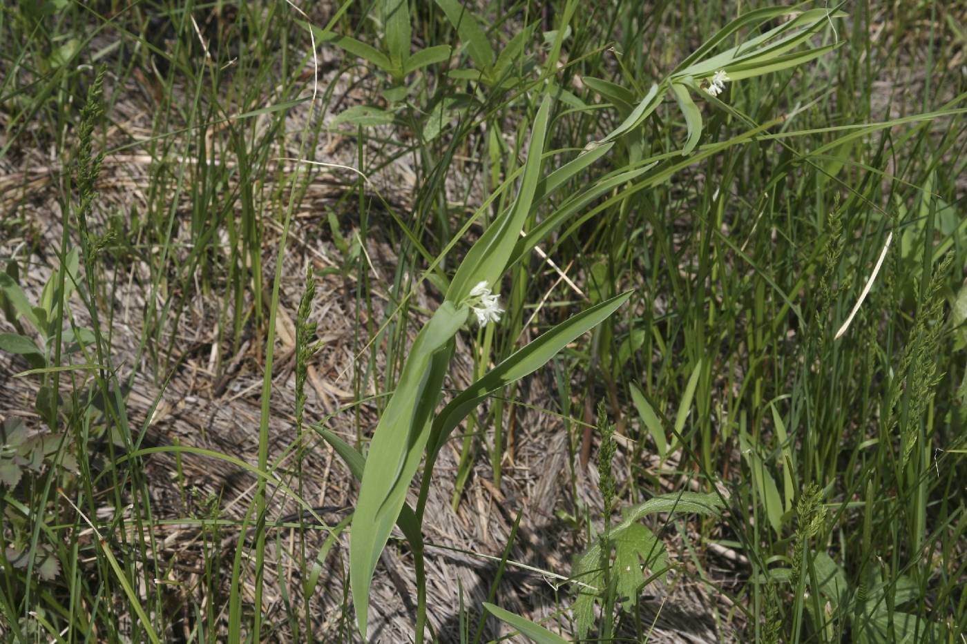 Maianthemum stellatum image