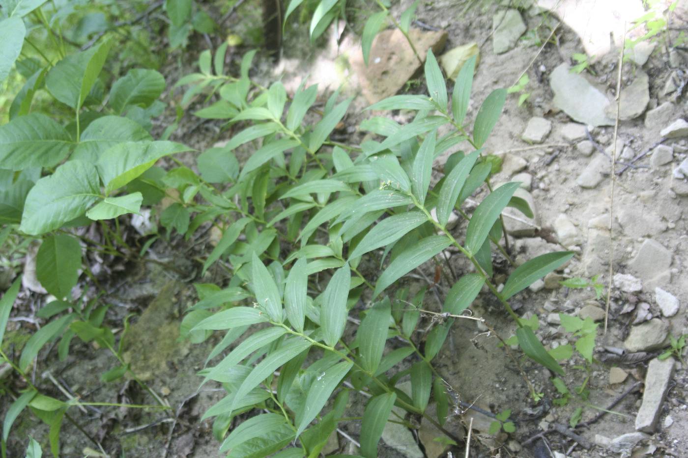 Maianthemum stellatum image