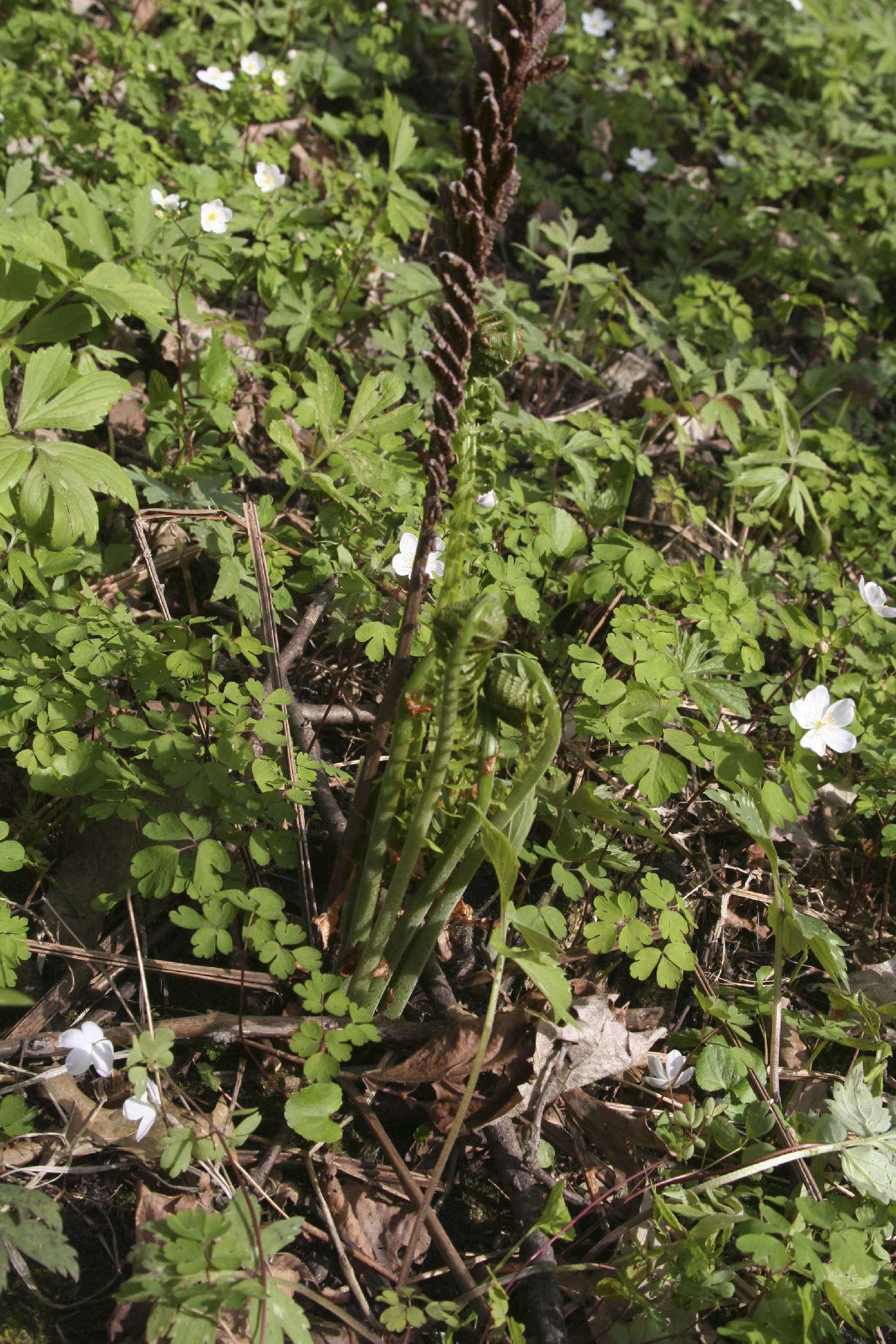 Matteuccia struthiopteris image