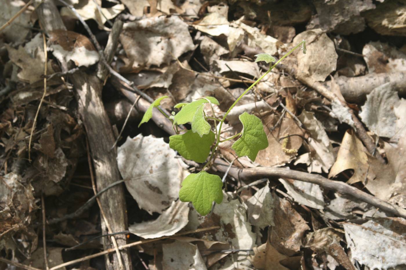 Menispermum canadense image