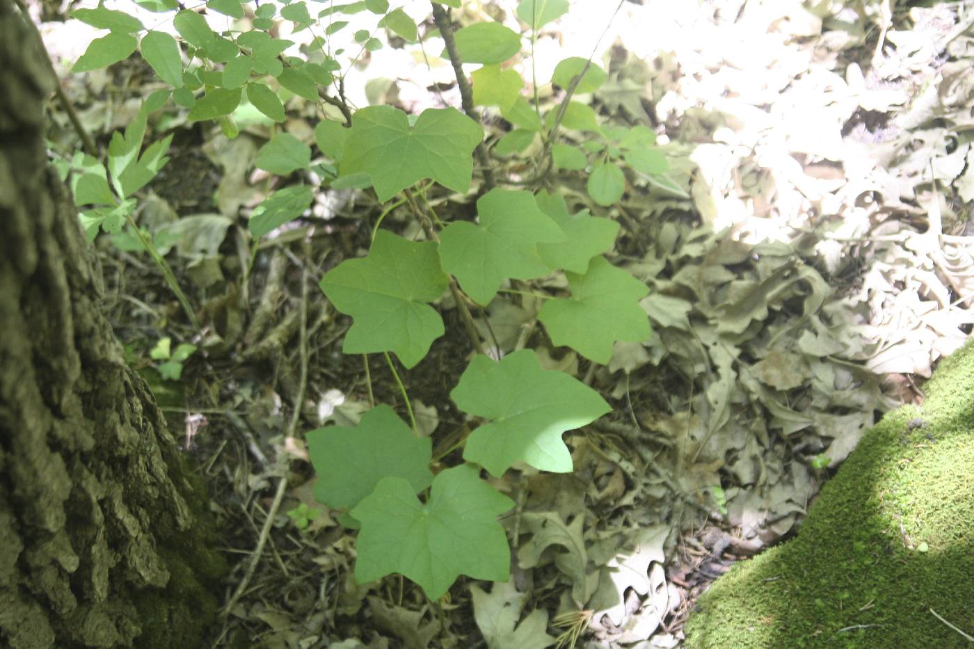 Menispermum canadense image