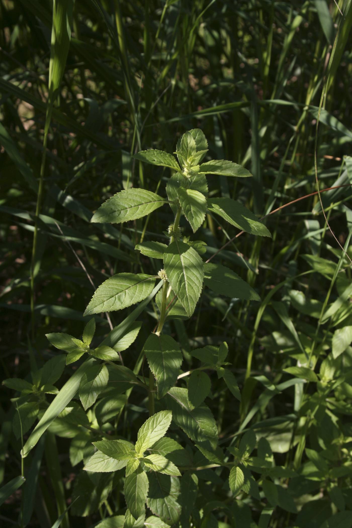 Mentha canadensis image