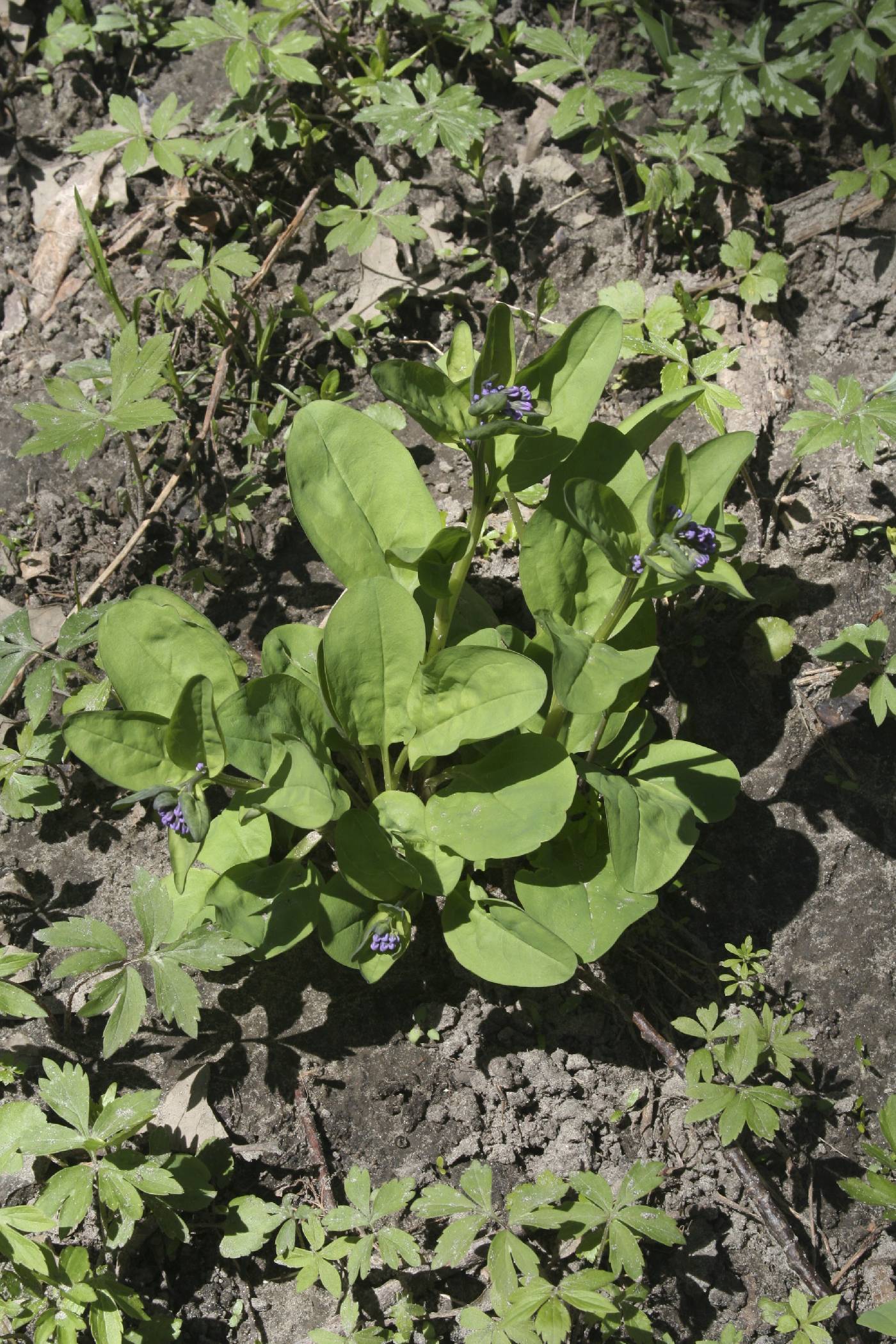 Mertensia virginica image