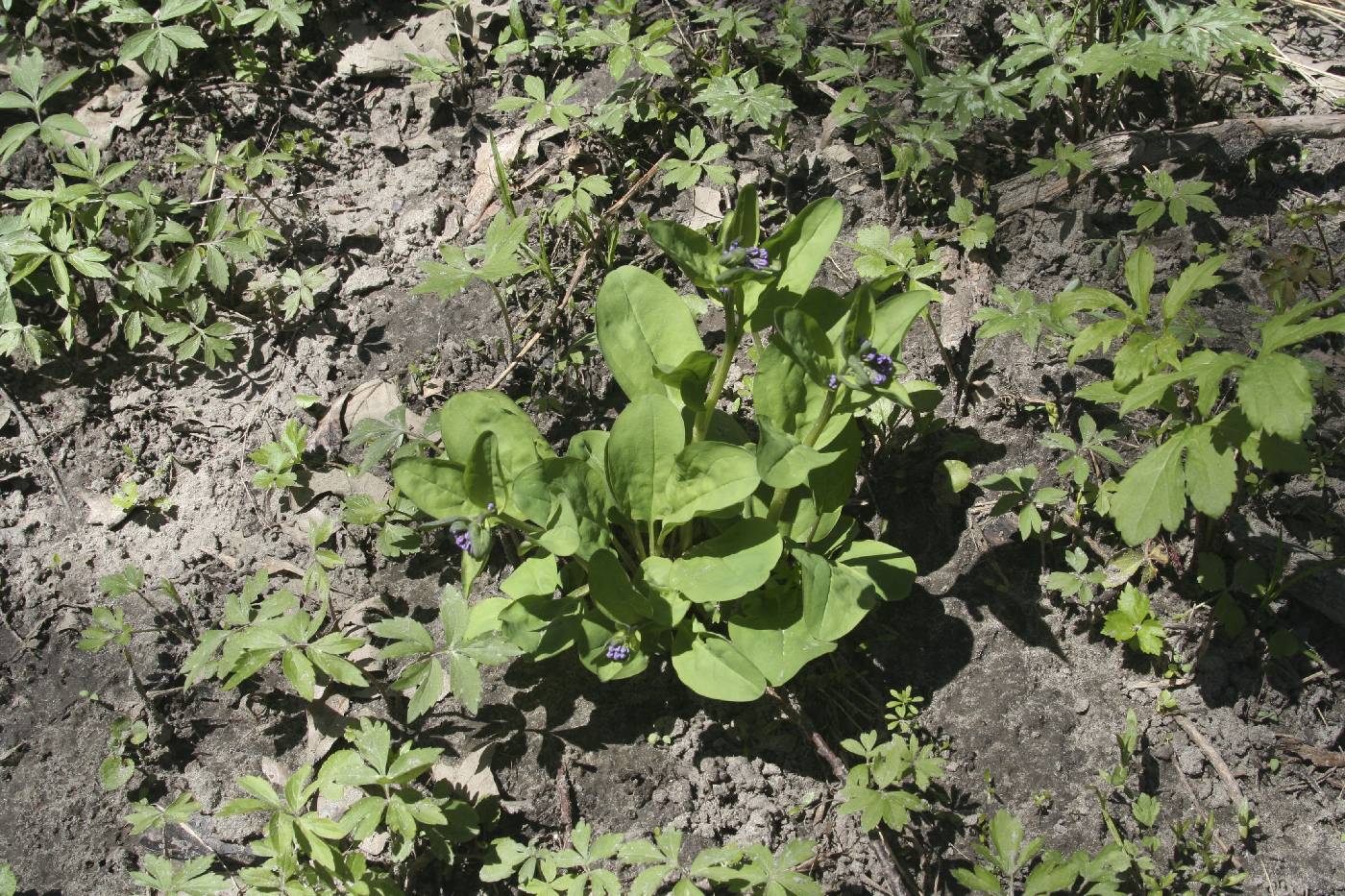 Mertensia virginica image