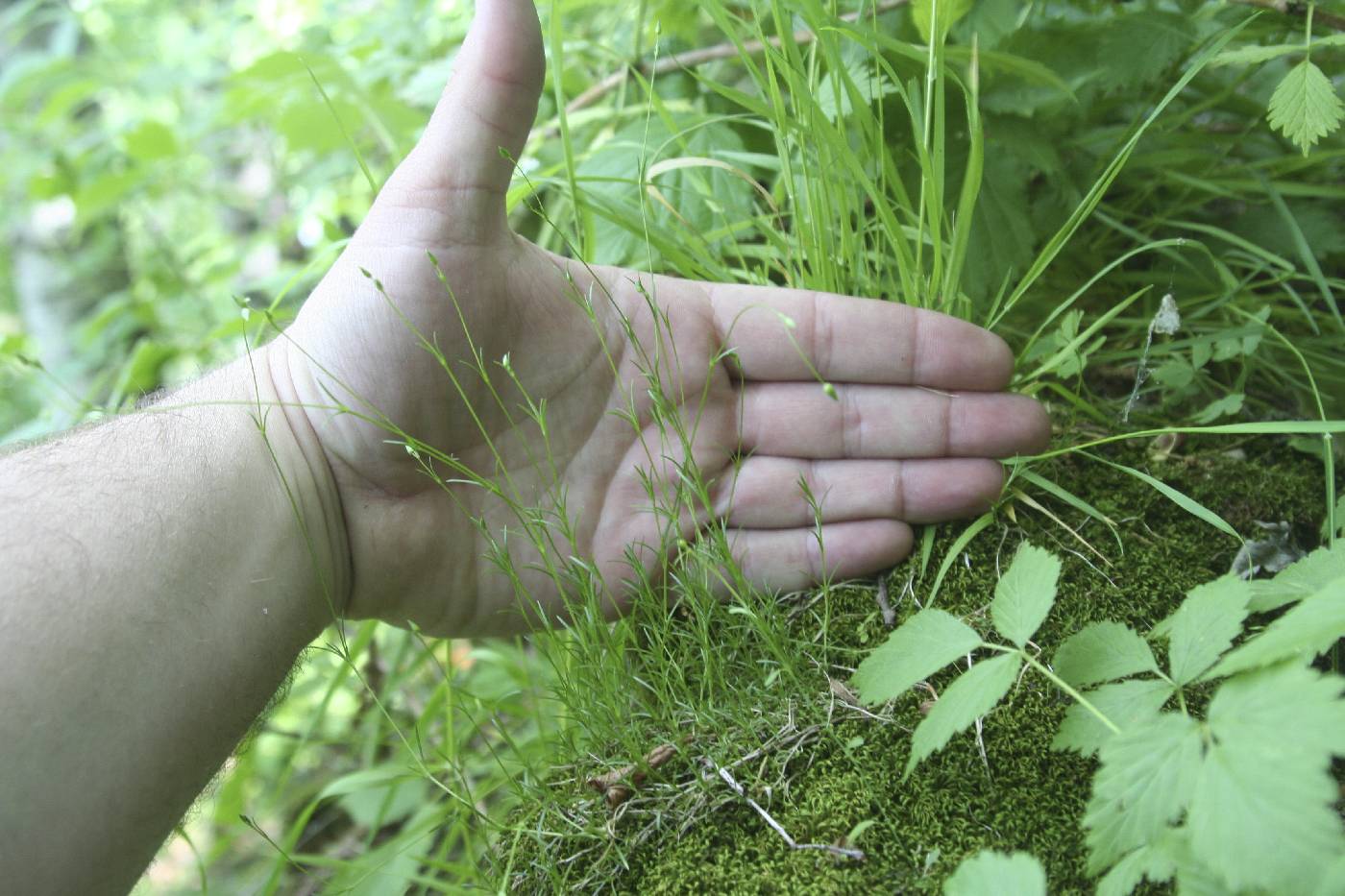 Minuartia dawsonensis image