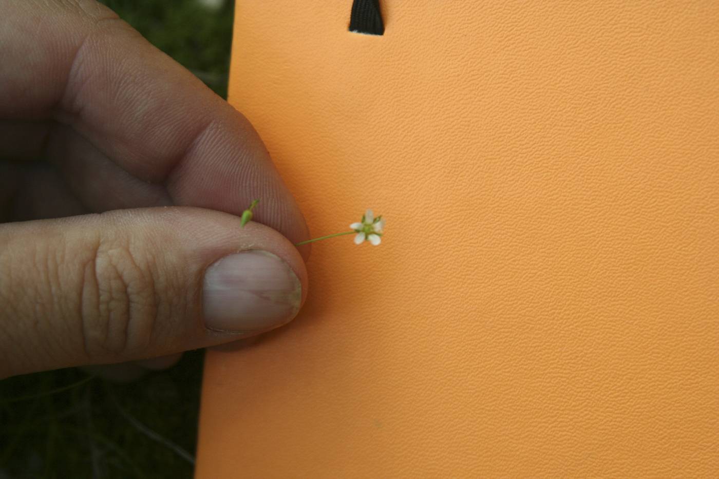Minuartia dawsonensis image