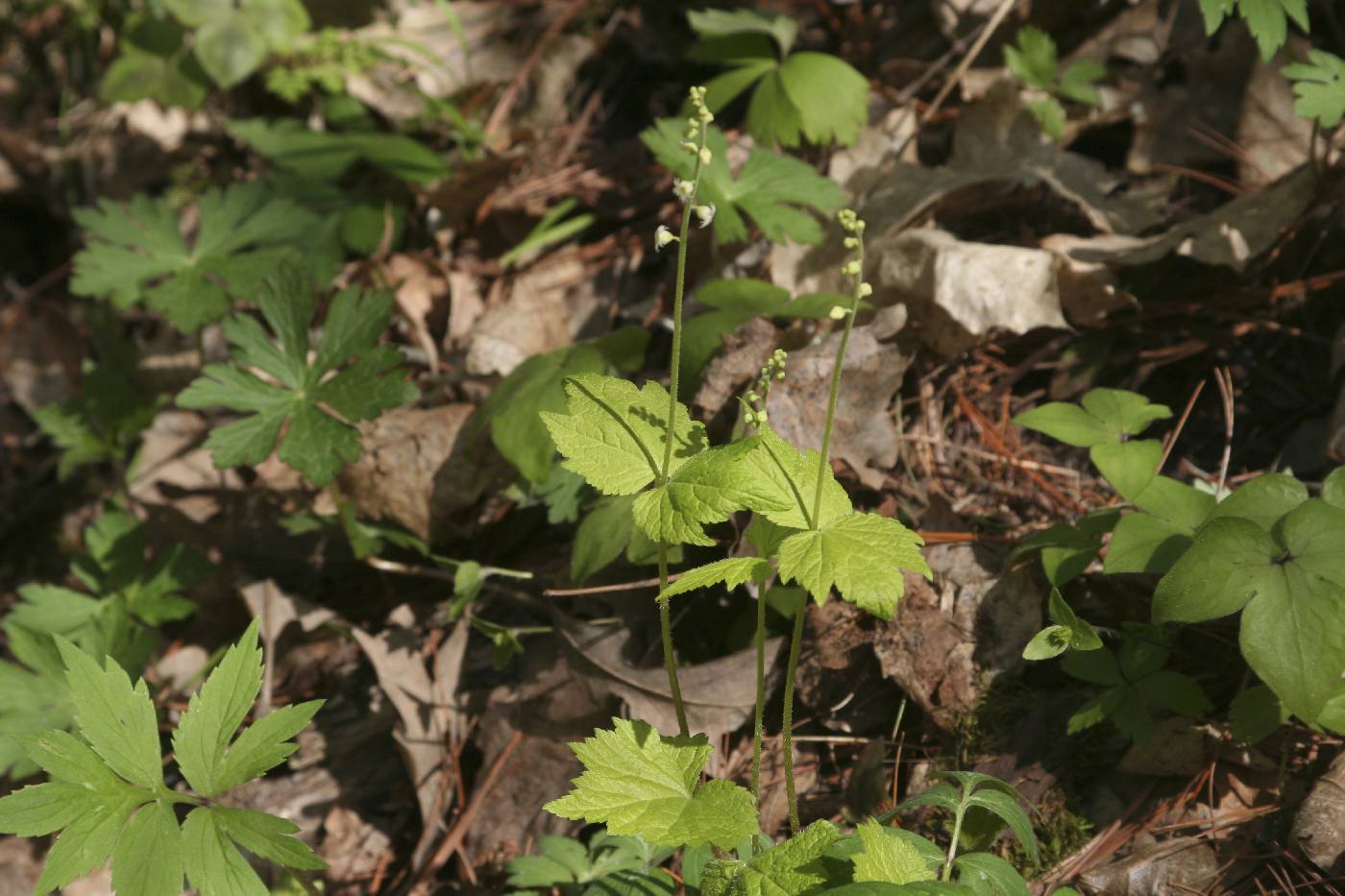 Mitella diphylla image