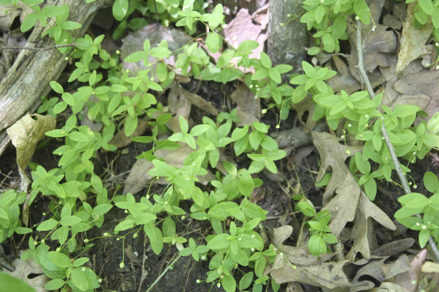 Moehringia lateriflora image