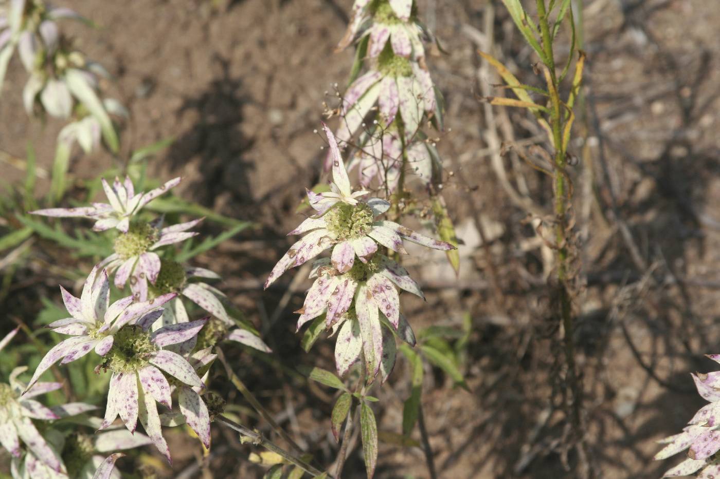 Monarda punctata image